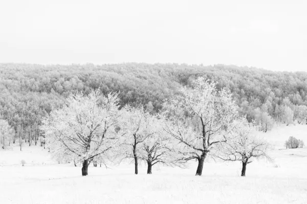 Frost-covered tree trunks against the backdrop of a snow-covered forest. Natural background, black and white image — Stock Photo, Image