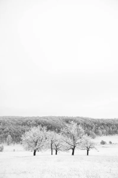 Troncos de árvores cobertas de geada contra o pano de fundo de uma floresta coberta de neve. Fundo natural, imagem em preto e branco — Fotografia de Stock