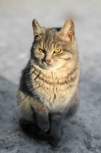 Close Portrait Gray Cute Domestic Cat Sitting Dirty Snow Outdoors — Stock Photo, Image