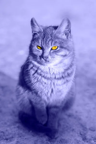 Close Portrait Gray Cute Domestic Cat Sitting Dirty Snow Outdoors — Stockfoto