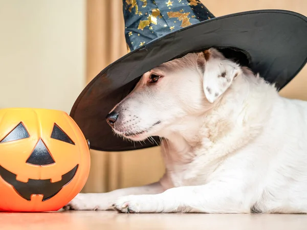 Biały Pies Kapeluszu Wiedźmy Wiadrze Dynia Święto Halloween — Zdjęcie stockowe