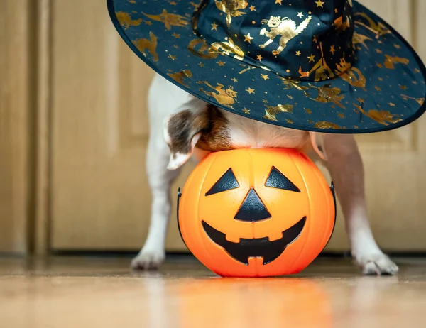 Ein Weißer Hund Mit Hexenhut Steckte Seinen Kopf Einen Kürbiseimer — Stockfoto