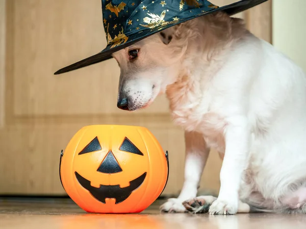 Cão Branco Que Usa Chapéu Bruxa Balde Uma Abóbora Férias — Fotografia de Stock