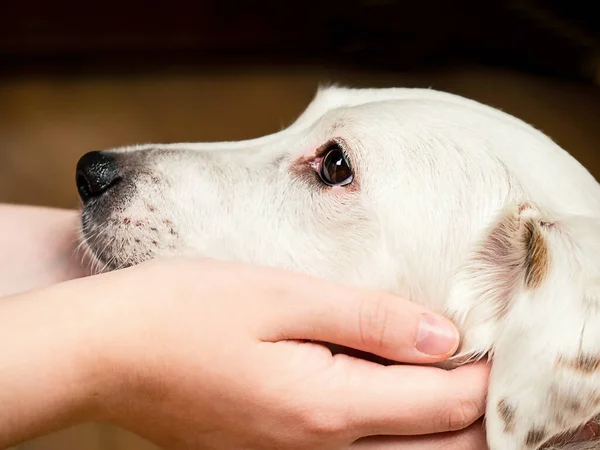 Bir adamın elinde beyaz bir köpeğin ağızlık sesi. Önemseme kavramı, evcil hayvanları sevmek..
