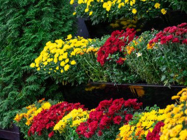 Renkli çiçekler. İç mekanı dekore ediyorum.