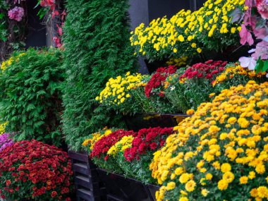 Renkli çiçekler. İç mekanı dekore ediyorum.