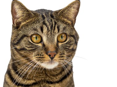 Beyaz Arkaplanda Çizgili Kedi Portresi.