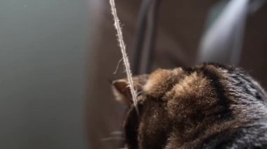 Kedi topun ipliğiyle oynuyor..