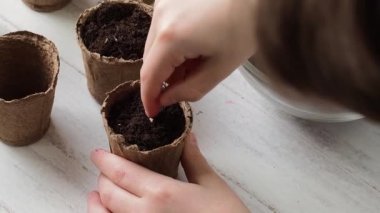 Ekme işlemi. Çocukların elleri toprağı turba tencerelerine döker. Ev çiftçiliği.