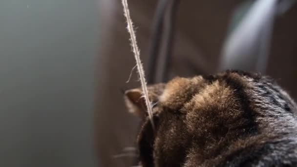 Katten Leker Med Garnet Från Bollen — Stockvideo