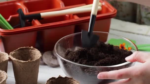 Proceso Plantación Las Manos Los Niños Vierten Tierra Macetas Turba — Vídeo de stock