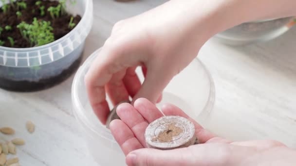 种植过程 女人的手把泥球放进罐子里 家庭农业 — 图库视频影像