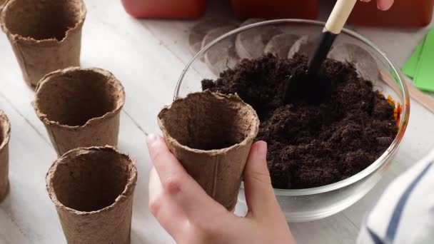 Planteringsprocess Barnens Händer Häller Jord Torvkrukor Hushållning — Stockvideo