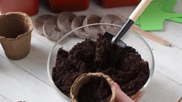 Process Planting Women Hands Poured Soil Peat Pots Home Farming — Stock Video