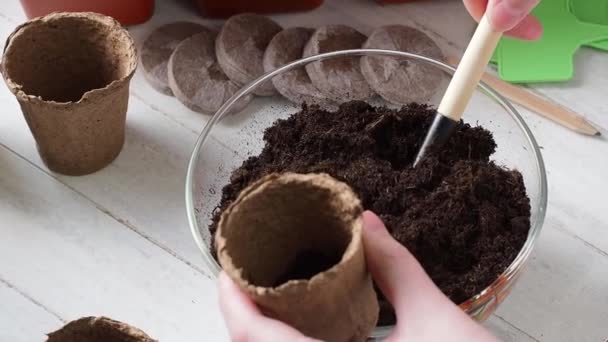 Process Planting Women Hands Poured Soil Peat Pots Home Farming — Stock Video