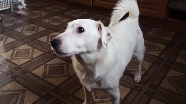 Portret Van Een Jack Russell Terrier Hond — Stockvideo