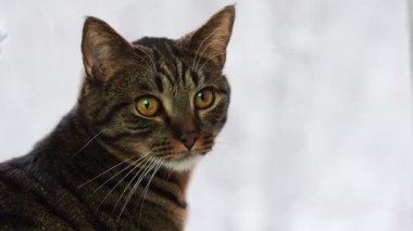 Çizgili bir kedi pencerede oturur..