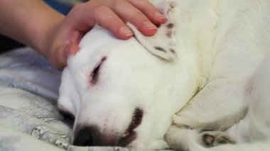 Beyaz bir köpek bir çocuğun eliyle okşanıyor..