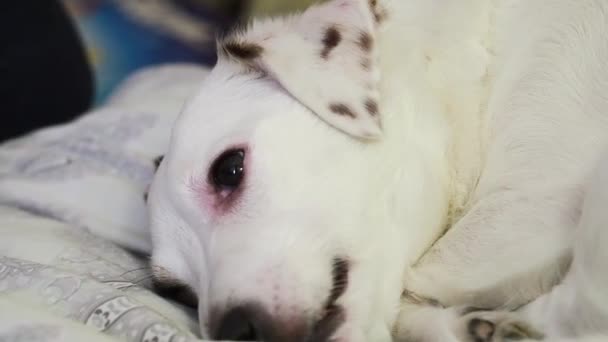 Cão Branco Acariciado Pela Mão Uma Criança — Vídeo de Stock