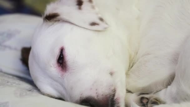 Cão Branco Dorme Sofá — Vídeo de Stock