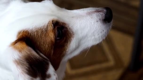 Retrato Perto Cão Jack Russell Bem Parecido — Vídeo de Stock