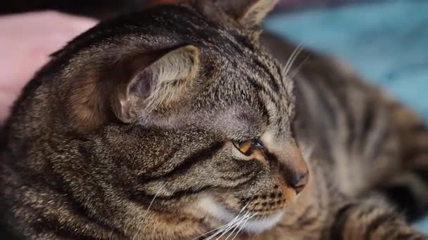 Tangan Seorang Wanita Muda Membelai Kucing Bergaris Cinta Untuk Hewan — Stok Video