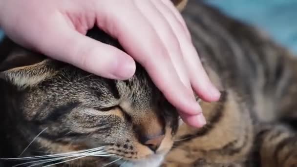 Mão Uma Jovem Acaricia Gato Listrado Amor Por Animais Estimação — Vídeo de Stock