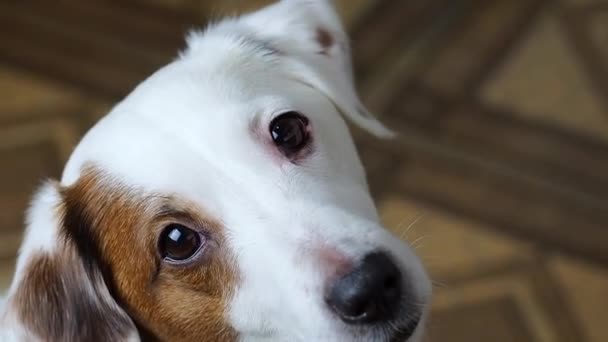 Retrato Perto Cão Jack Russell Bem Parecido — Vídeo de Stock
