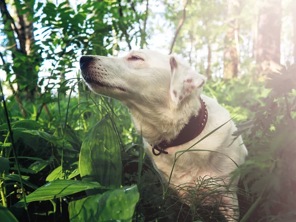 A white dog walking in the woods, muzzle extended and sniffing the air. Summer vacation, vacations, vacations.