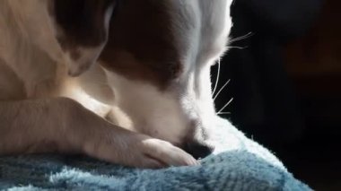 Güneş ışığında beyaz bir köpek, kanepede uzanıyor ve patisini yalıyor..