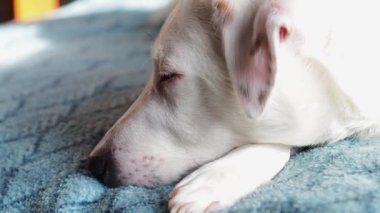 Kanepede beyaz bir köpek yatıyor. Köpeğin yüzüne yakın çekim..