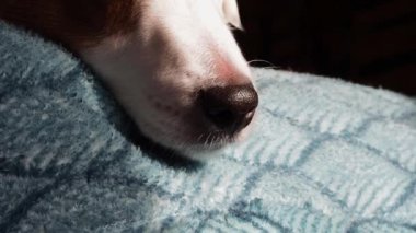 Kanepede beyaz bir köpek yatıyor. Köpeğin yüzüne yakın çekim..