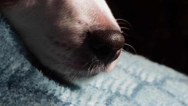 Perro Blanco Está Acostado Sofá Primer Plano Cara Del Perro — Vídeos de Stock