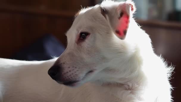 Cão Branco Está Deitado Sofá Close Rosto Cão — Vídeo de Stock
