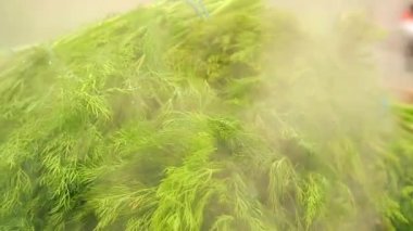 Soğuk buharla taze bitkiler, tazeliğin korunması..