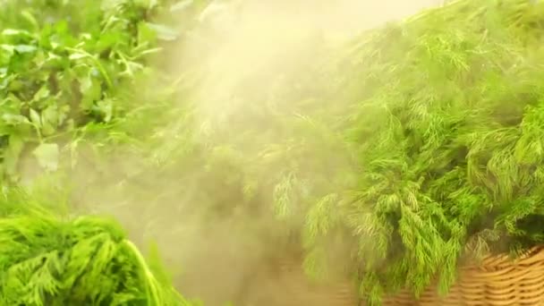 Fresh Herbs Cold Steam Preservation Freshness — Stock Video