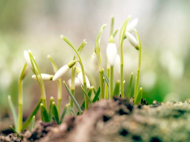 Kartopu çiçekleri. Bahar konsepti.
