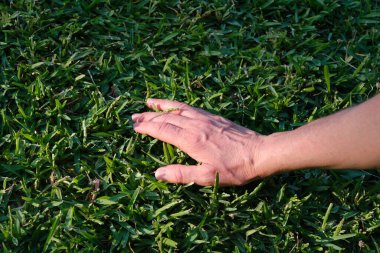 Close up old female's hand and green grass or woman touching dark green grass for being earthed.