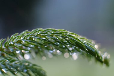 Close-up fresh fir needles, young fir needles and glowing water drops, nature background.