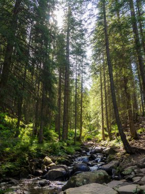 Küçük nehir taşlı vadisinden hızlı ve canlı akıyor.