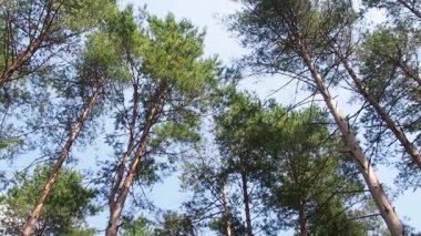 Ağaç dalları ve yaprakları mavi gökyüzü karşı.