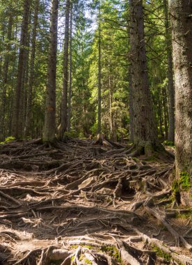 Ahşap kozalaklı ormanların ortasındaki köklerle dolu manzaralı patika.