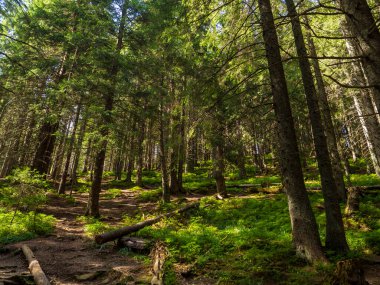 Ahşap kozalaklı ormanların ortasındaki köklerle dolu manzaralı patika.