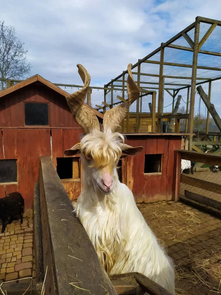 Shaggy white mountain goat — Stock Photo, Image