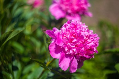Şakayık çiçekleri şakayık bahçesinde bulanık yeşil arka planda çiçek açar.