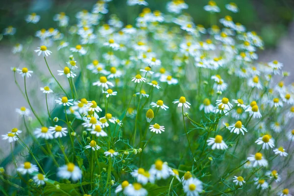 Matricaria chamomilla. Flower texture — Stock Photo, Image