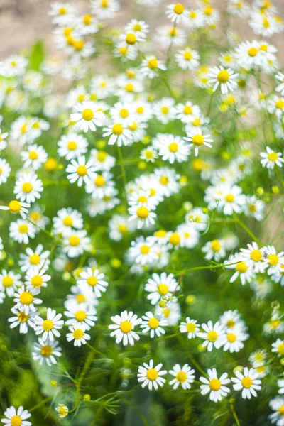 Matricaria chamomilla. Blütentextur — Stockfoto