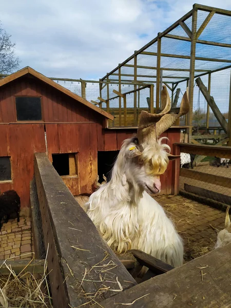 Shaggy white mountain goat eating — Stock Photo, Image