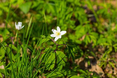Bahar ormanı manzarası açık havada taze rüzgar çiçekleri
