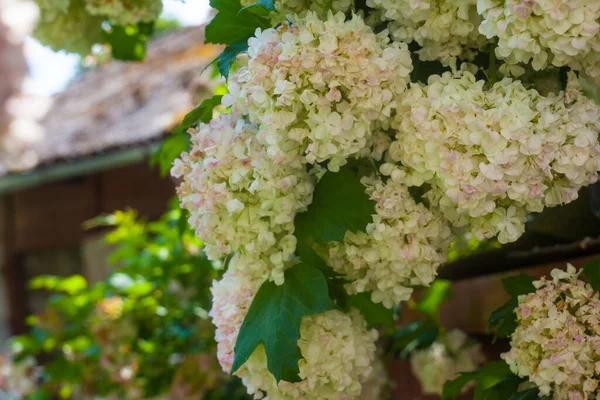 Білі квіти квітучого птаха рожевий кущ декоративний — стокове фото